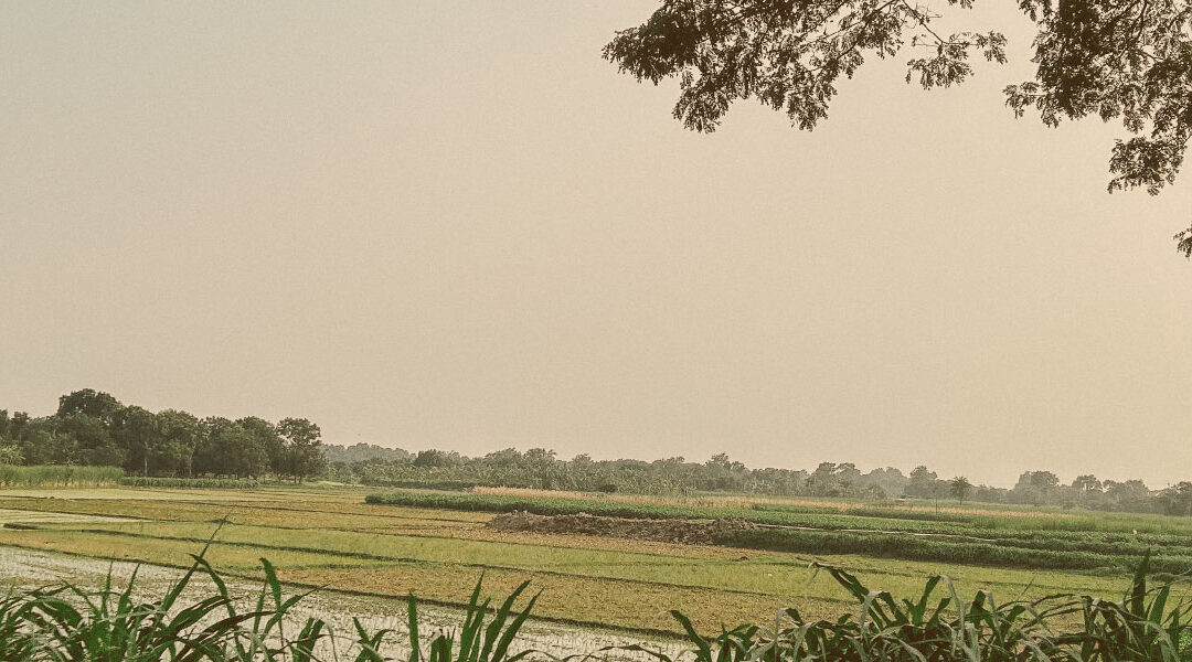 Harvest Bridge Impact Reports